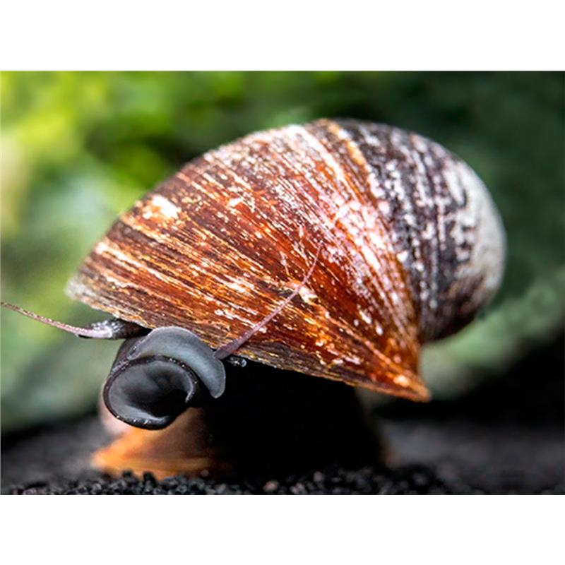 Neritina  sp. red lips - imagine 4